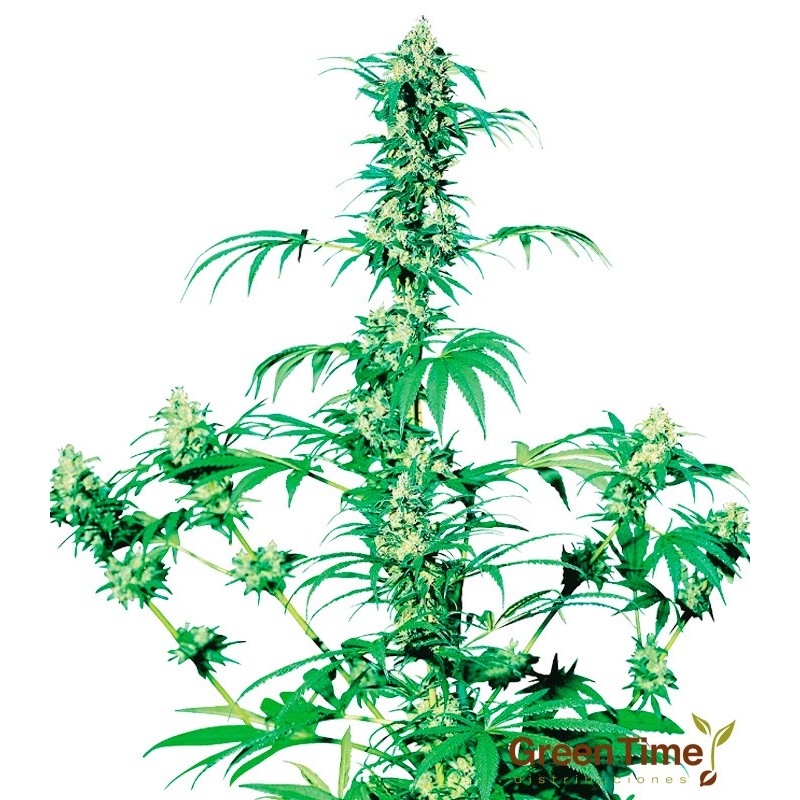 EARLY GIRL 10S REGULAR SENSI SEEDS