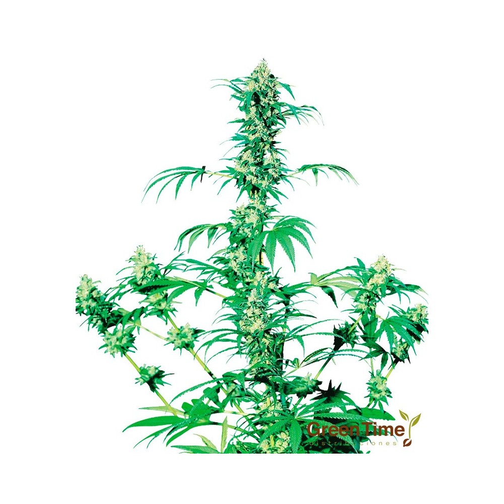 EARLY GIRL 10S REGULAR SENSI SEEDS