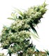 JAMAICAN PEARL 10S REGULAR SENSI SEEDS