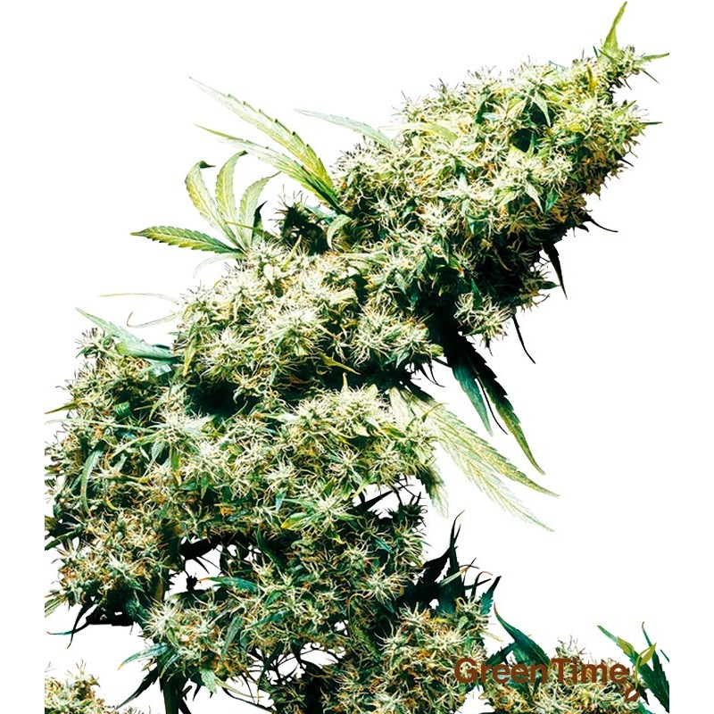 JAMAICAN PEARL 10S REGULAR SENSI SEEDS