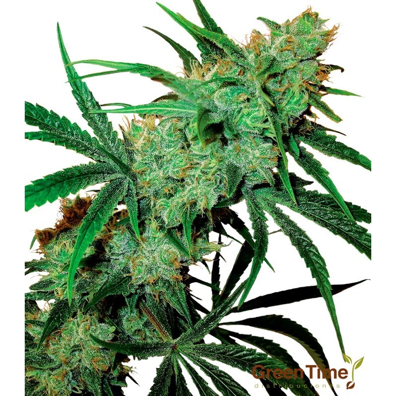 FRUITY JUICE 10S REGULAR SENSI SEEDS FRUITY JUICE 10S REGULAR SENSI SEEDS