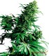 SHIVA SHANTI 10S REGULAR SENSI SEEDS