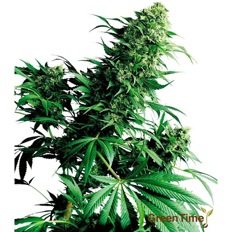 SHIVA SHANTI 10S REGULAR SENSI SEEDS SHIVA SHANTI 10S REGULAR SENSI SEEDS