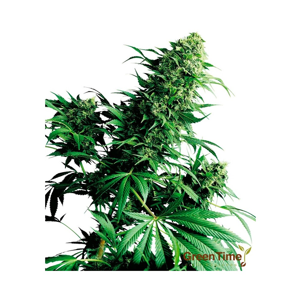 SHIVA SHANTI 10S REGULAR SENSI SEEDS