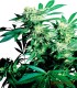 SKUNK KUSH 10S REGULAR SENSI SEEDS