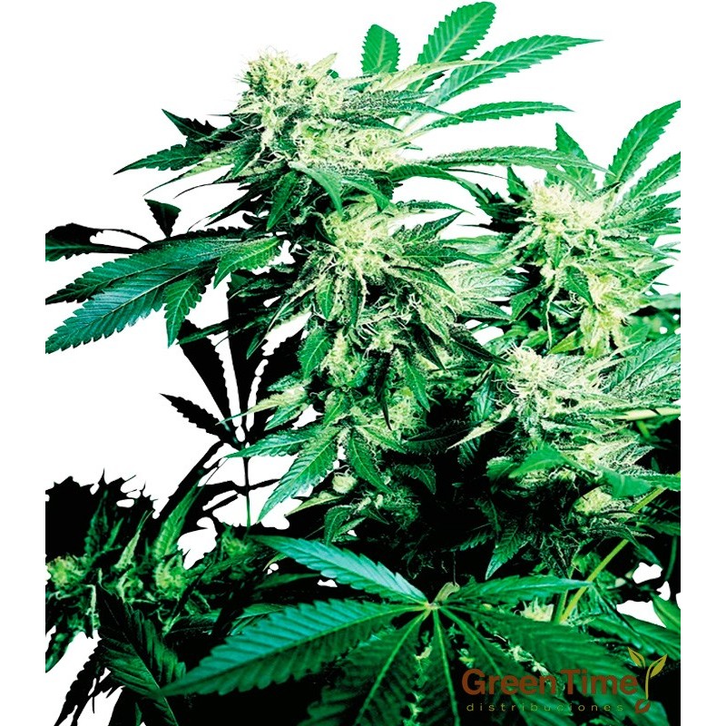 SKUNK KUSH 10S REGULAR SENSI SEEDS SKUNK KUSH 10S REGULAR SENSI SEEDS