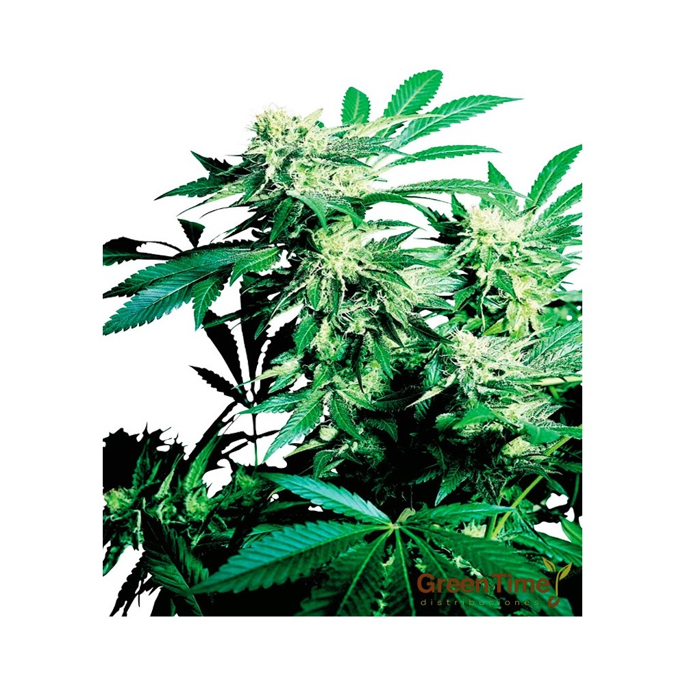 SKUNK KUSH 10S REGULAR SENSI SEEDS