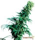 EARLY PEARL 10S REGULAR SENSI SEEDS