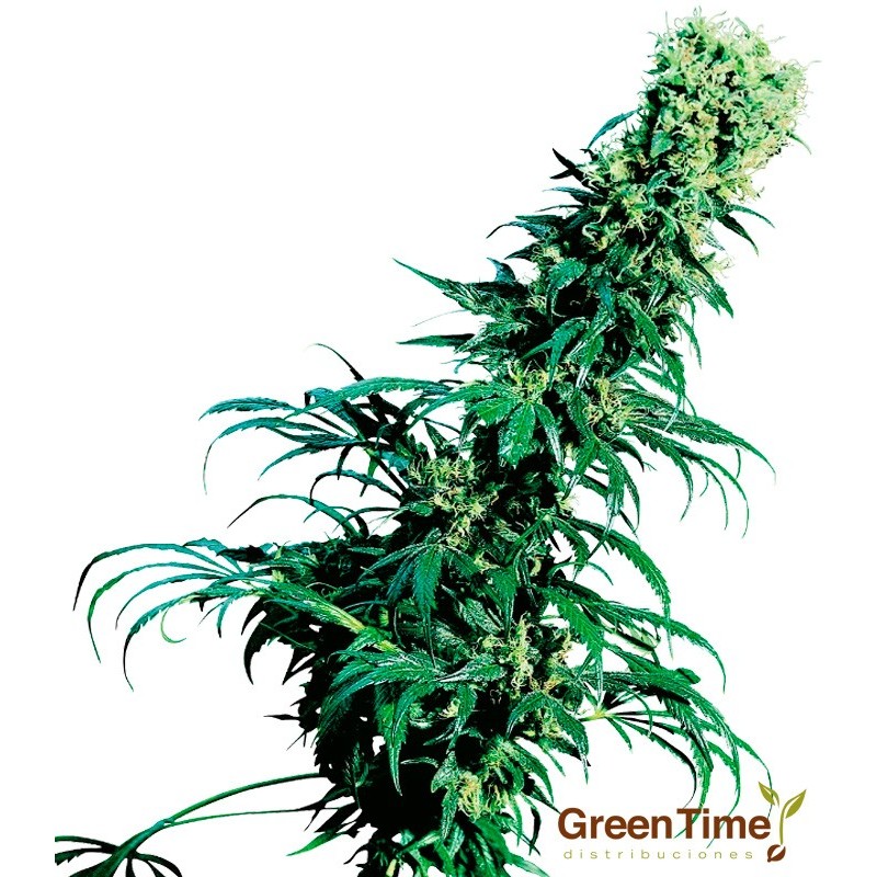 EARLY PEARL 10S REGULAR SENSI SEEDS EARLY PEARL 10S REGULAR SENSI SEEDS