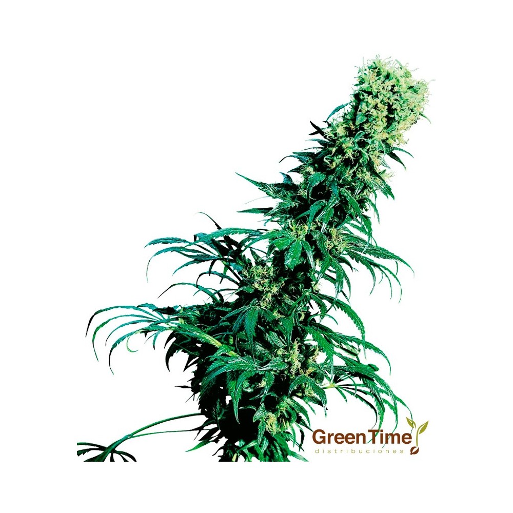 EARLY PEARL 10S REGULAR SENSI SEEDS