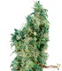 FIRST LADY 10S REGULAR SENSI SEEDS