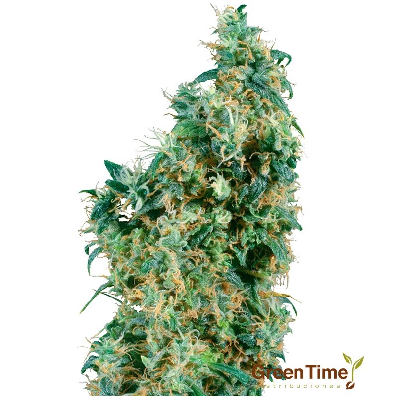 FIRST LADY 10S REGULAR SENSI SEEDS FIRST LADY 10S REGULAR SENSI SEEDS