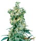 AMERICAN DREAM 10S REGULAR SENSI SEEDS