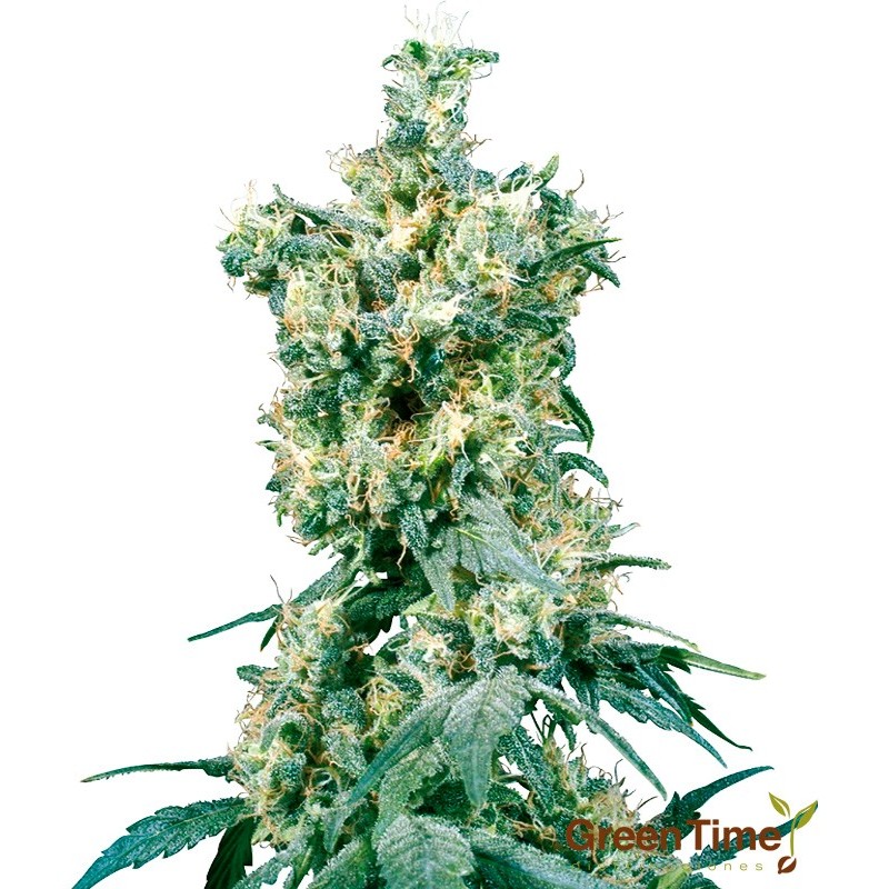 AMERICAN DREAM 10S REGULAR SENSI SEEDS AMERICAN DREAM 10S REGULAR SENSI SEEDS