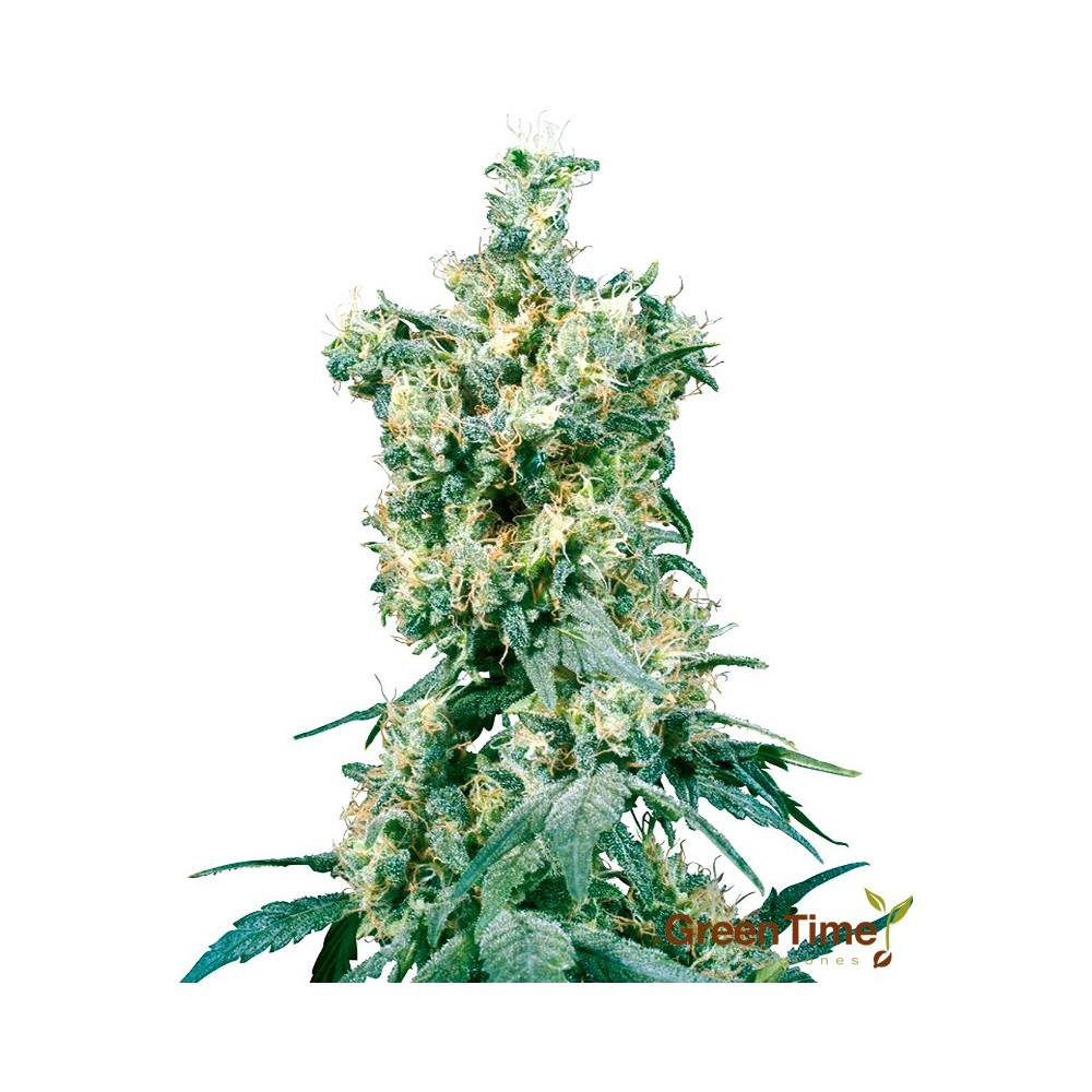 AMERICAN DREAM 10S REGULAR SENSI SEEDS