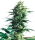 MOTHER FINEST 10S REGULAR SENSI SEEDS