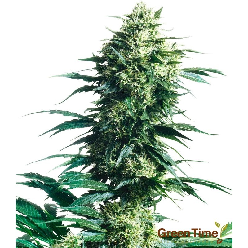 MOTHER FINEST 10S REGULAR SENSI SEEDS MOTHER FINEST 10S REGULAR SENSI SEEDS