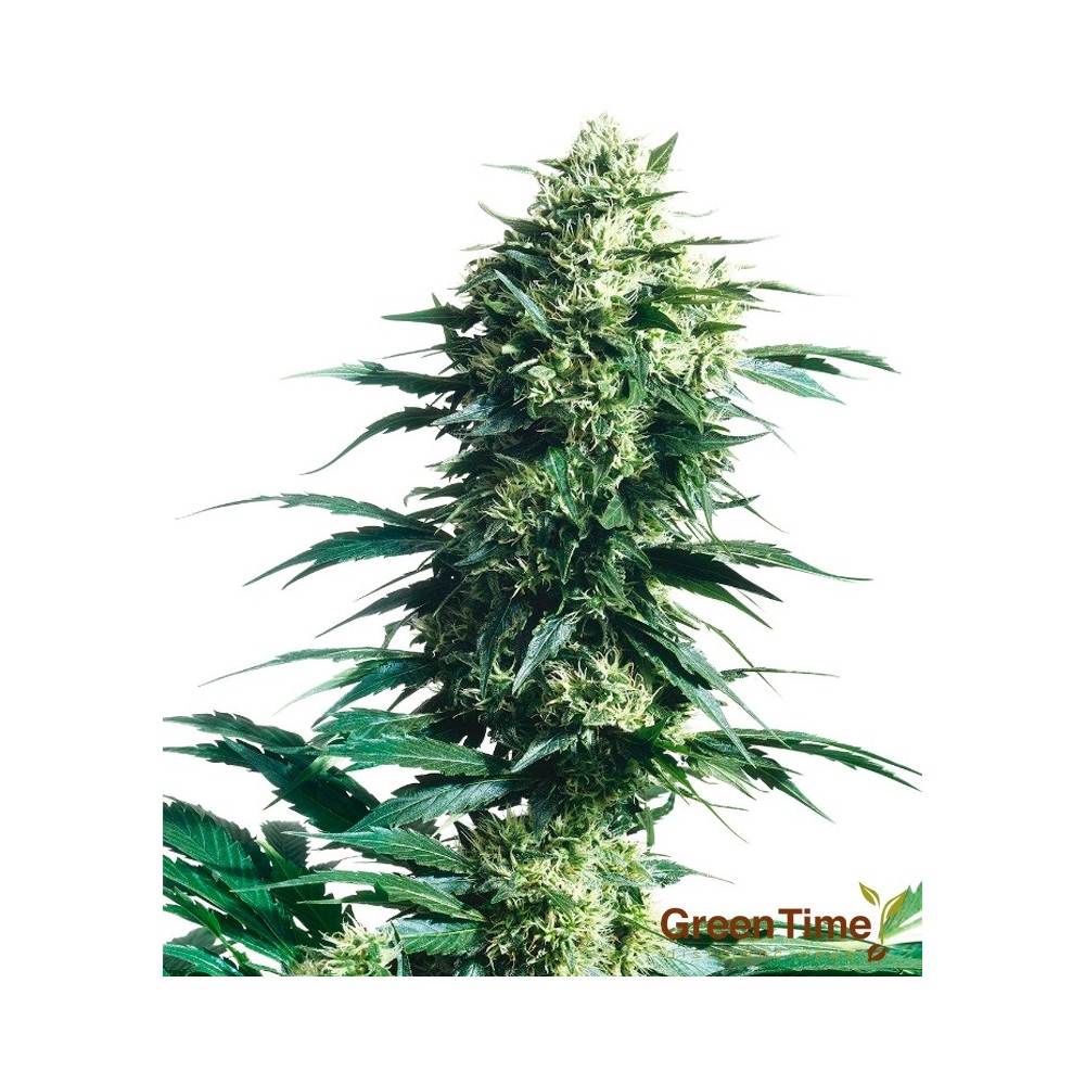 MOTHER FINEST 10S REGULAR SENSI SEEDS