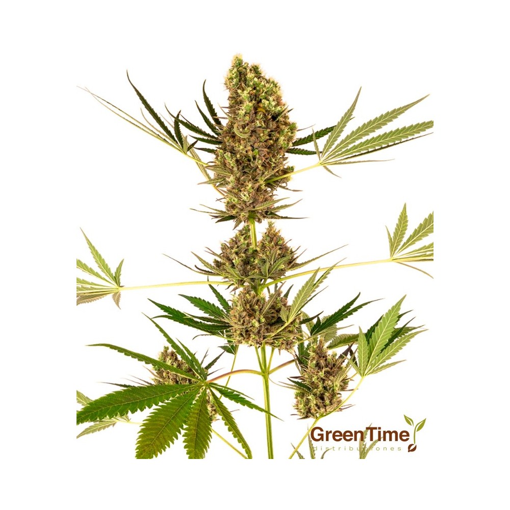 ALPINE DELIGHT CBD AUTO SENSI SEEDS