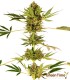 HIMALAYAN CBD SENSI SEEDS