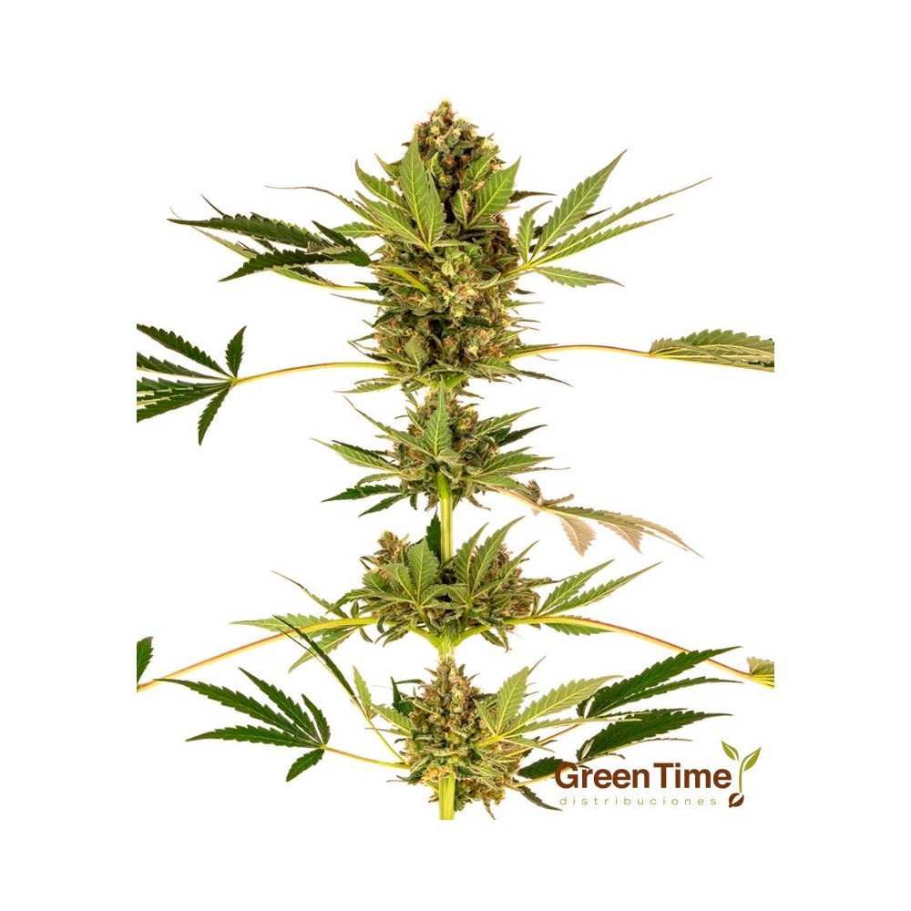 HIMALAYAN CBD SENSI SEEDS