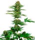 SATIN BLACK DOMINA CBD SENSI SEEDS