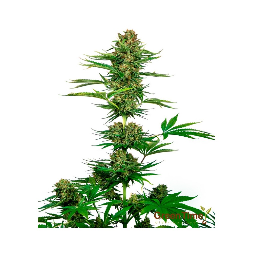 SATIN BLACK DOMINA CBD SENSI SEEDS