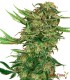 N13 Kush Feminizada Sensi Seeds