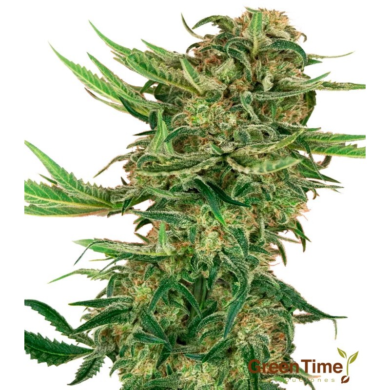 N13 Kush Feminizada Sensi Seeds