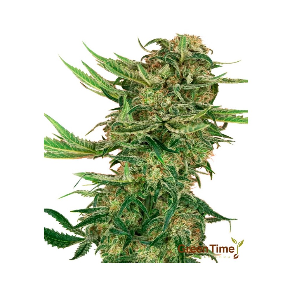 N13 Kush Feminizada Sensi Seeds