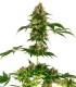 COBALT HAZE SENSI SEEDS