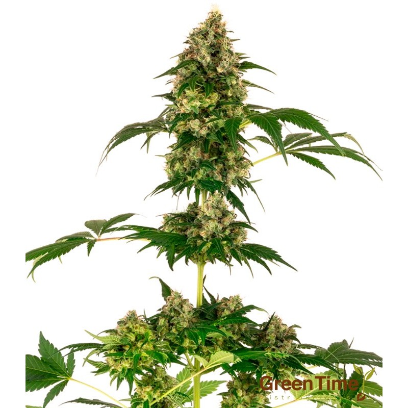 COBALT HAZE SENSI SEEDS