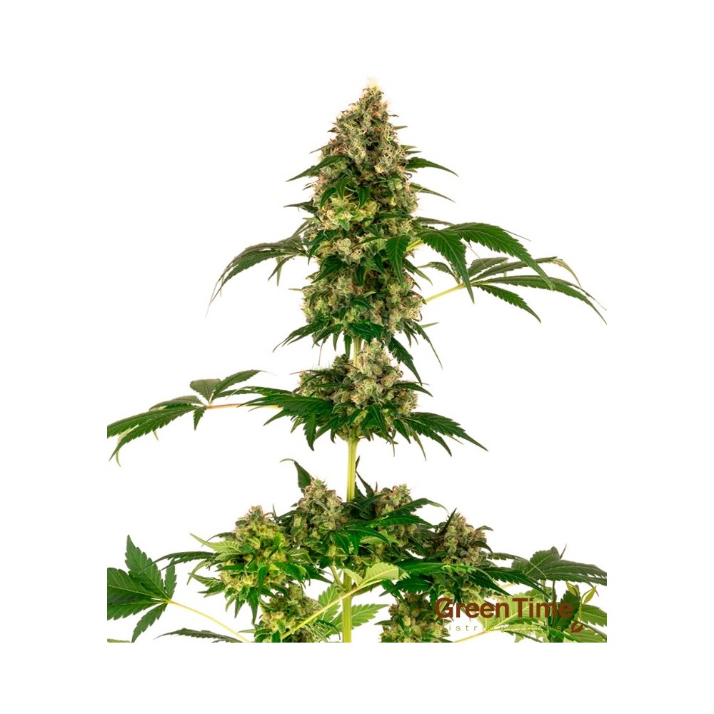 COBALT HAZE SENSI SEEDS