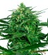 SENSI AMNESIA SENSI SEEDS