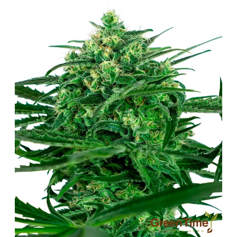 SENSI AMNESIA SENSI SEEDS SENSI AMNESIA SENSI SEEDS