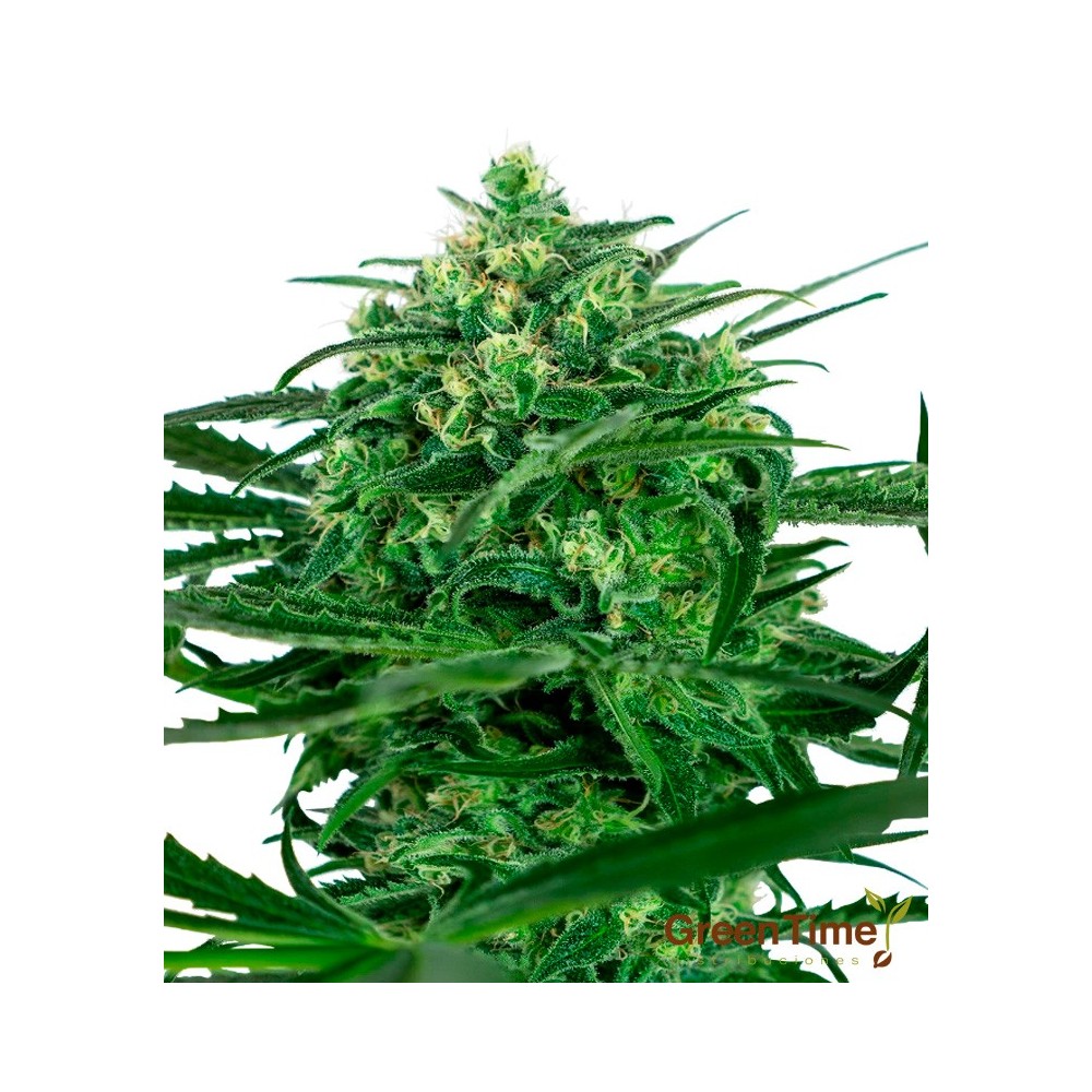 SENSI AMNESIA SENSI SEEDS