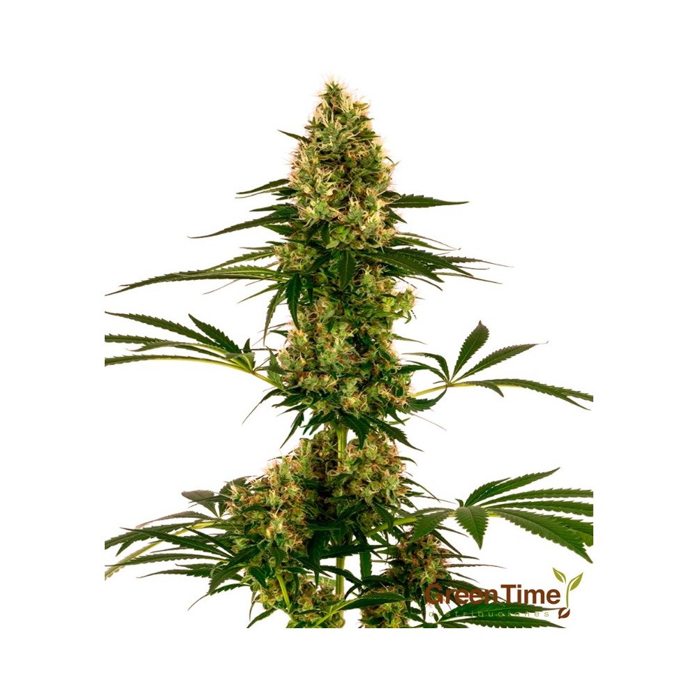 BLUE BULLET AUTO SENSI SEEDS