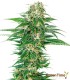 EARLY SKUNK AUTO SENSI SEEDS