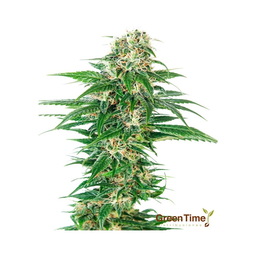 EARLY SKUNK AUTO SENSI SEEDS