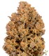 Amnesia Hy Pro