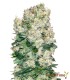 Semillas A Granel Premium Lemon Og Feminizada | Green Time