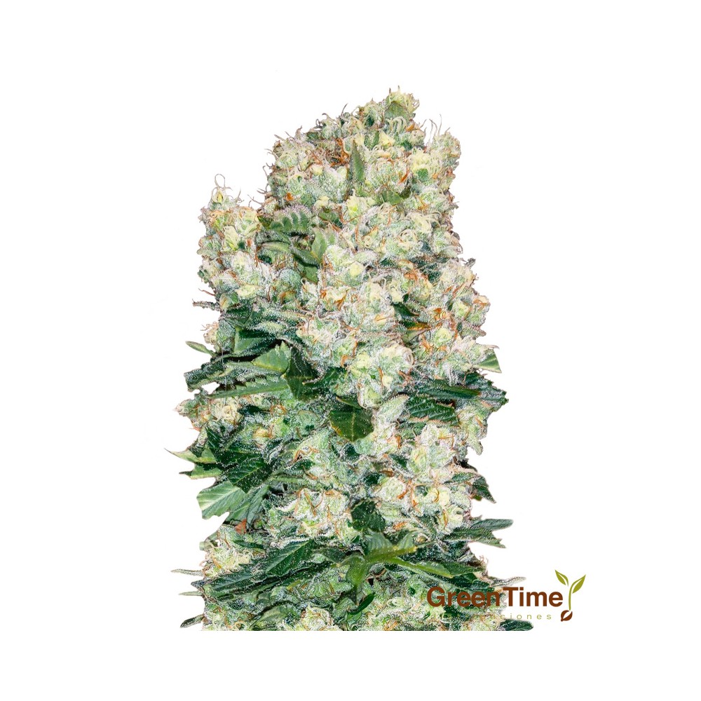 Semillas A Granel Premium Lemon Og Feminizada | Green Time