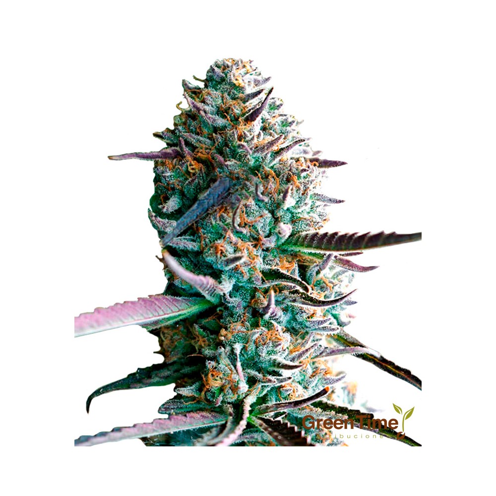 Apple Fritter 100% Feminizada