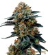 Zkittlez 100% Feminizada