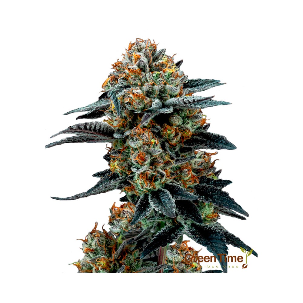 Zkittlez 100% Feminizada