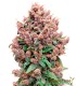 Semillas A Granel Premium Purple Punch Feminizada | Green Time