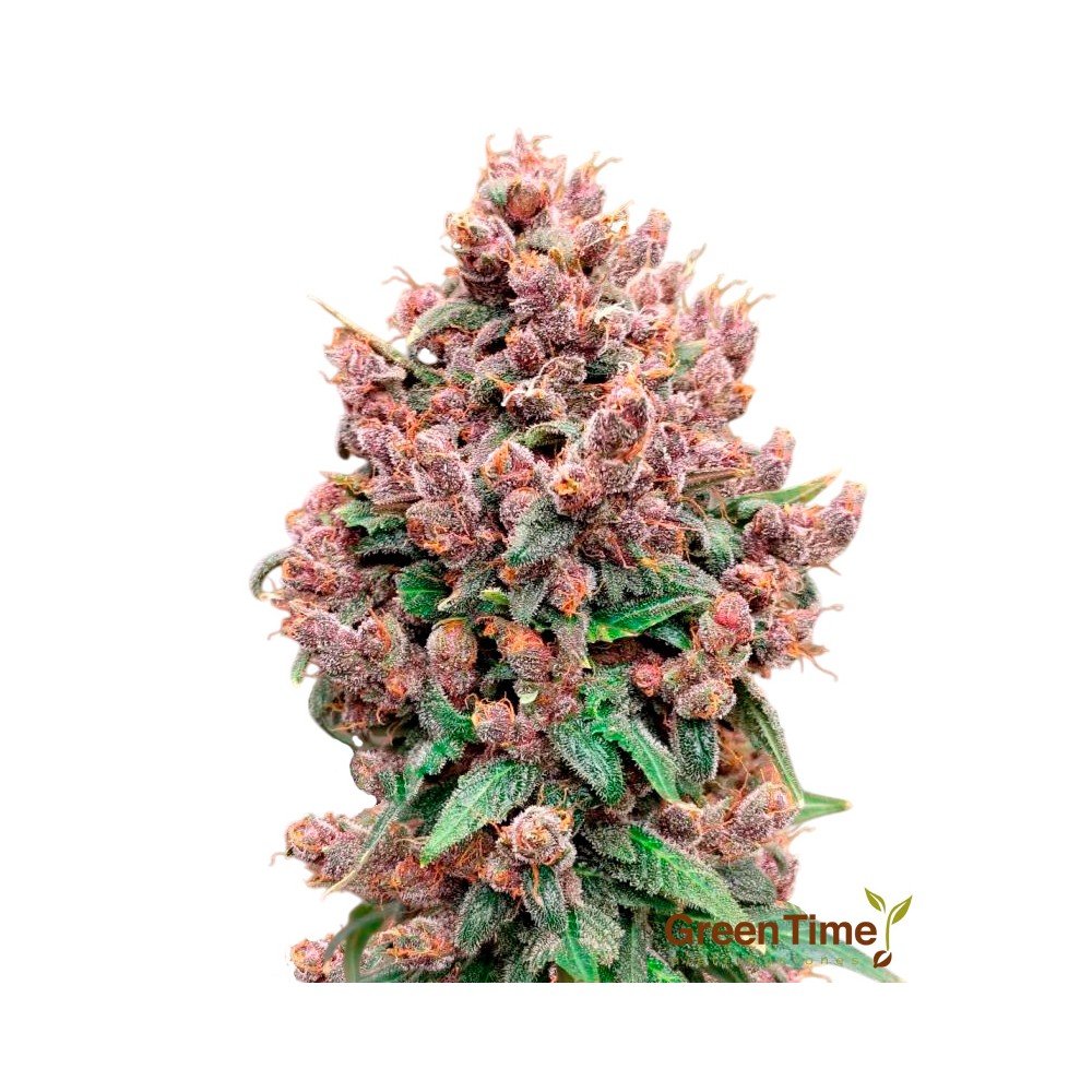 Semillas A Granel Premium Purple Punch Feminizada | Green Time