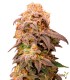 Bubba Kush 100% Feminizada