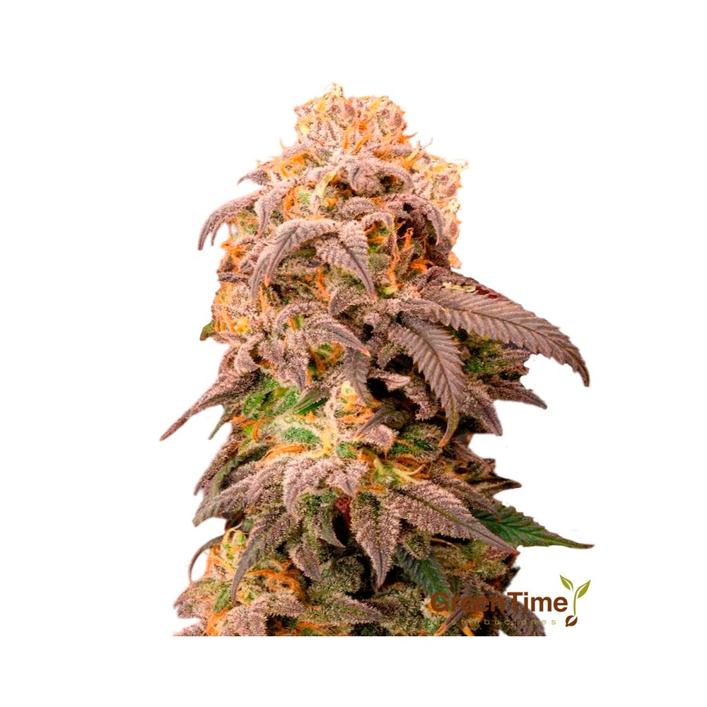 Bubba Kush 100% Feminizada