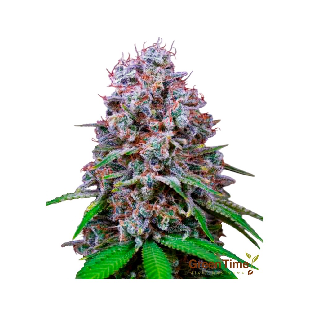 MAC (Miracle Aliens Cookies) 100% Feminizada
